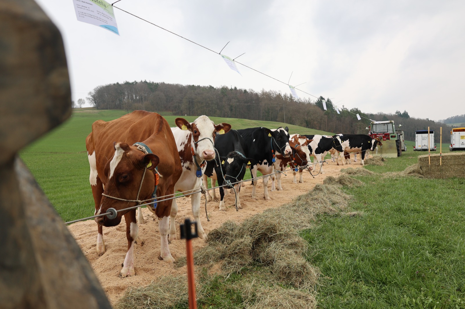 Viehschau Hegauer Dorfjugend 2025